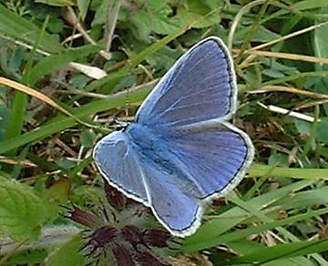 Common Blue