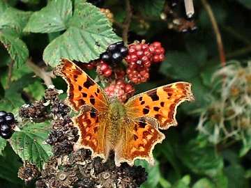 Comma