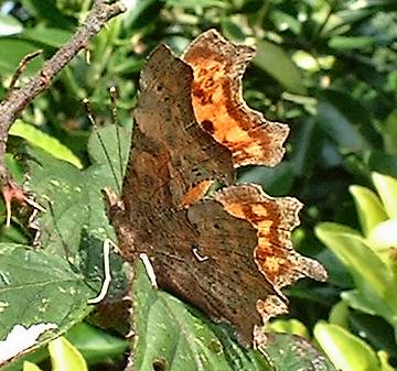 Comma