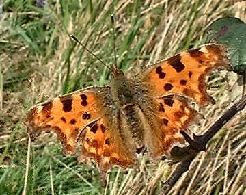 comma