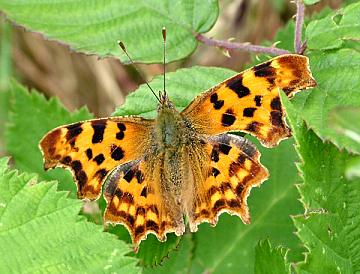 Comma