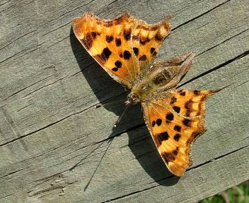 comma