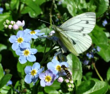 Green veined white