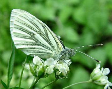Green-veined white butterfly