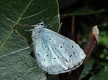 holly blue