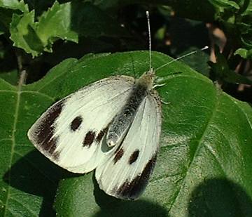 Large White butterfly