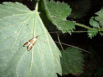 Longhorn moth