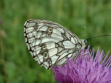 Marbled White