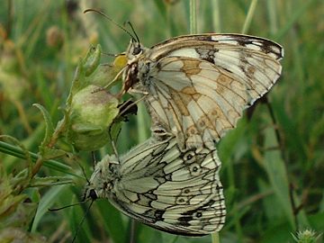 Marbled White