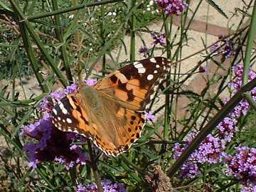 v. cardui