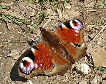 peacock