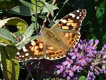 v.cardui