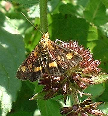 pyrausta sp.