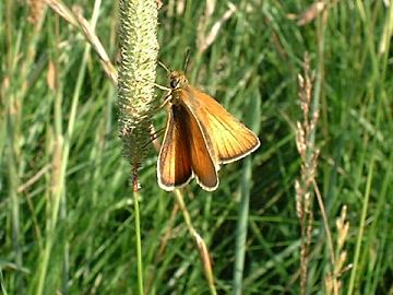 Small Skipper