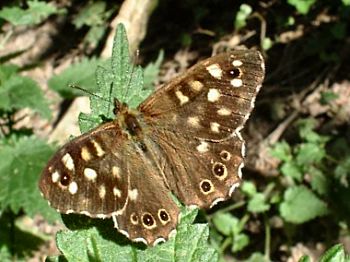 Speckled Wood