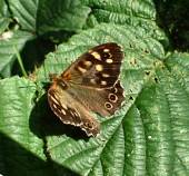 speckled wood