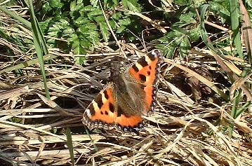 Small Tortoiseshell