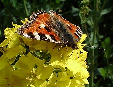 Small Tortoiseshell