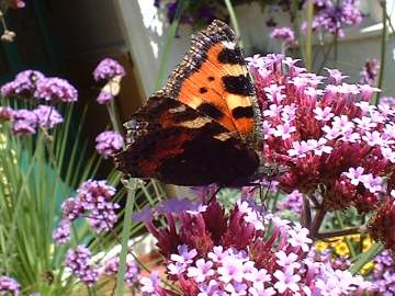 small tortoiseshell