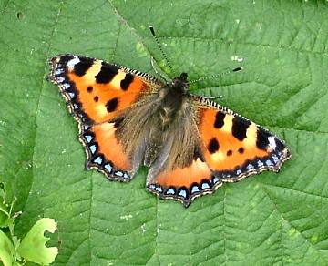 tortoiseshell