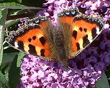 small tortoiseshell