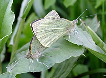 Pieris brassica - Large White butterfly