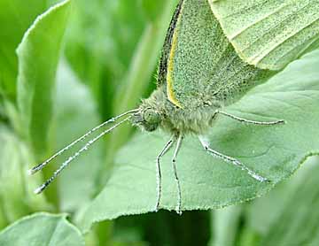 Large White butterlfy detail