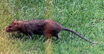 Brown Rat