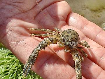 Squat Lobster