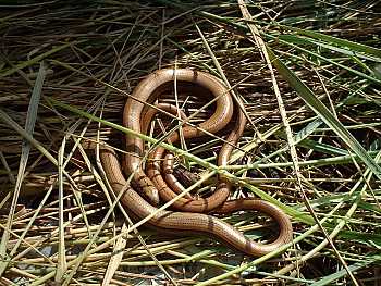 Anguis fragilis  Slow Worm