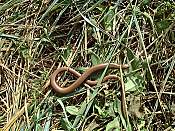 Slow worm