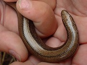 slow worm