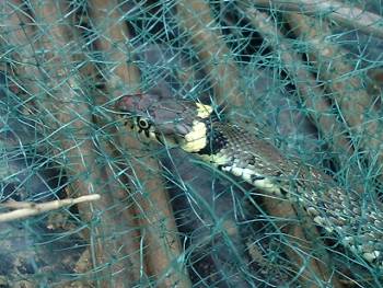 Natrix natrix Grass Snake