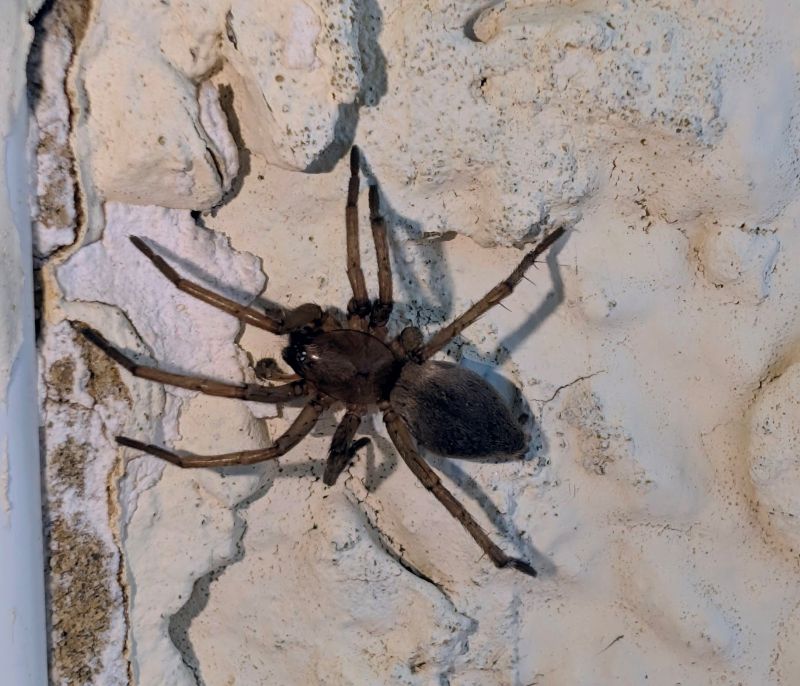 Drassodes sp.