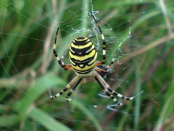 Argiope bruennichii - Wasp spider