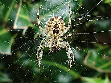 Areneus Diadematus