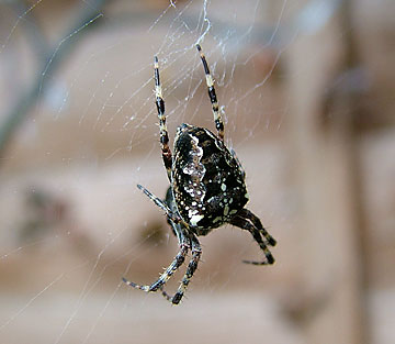 Areneus diadematus - Diadem spider