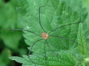 harvestman