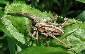 Pisaura mirabilis - Nursery Web Spider