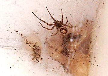 Steatoda nobilis spider