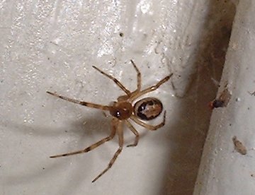 Steatoda nobilis spider