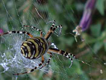 Argiope Bruennichii - Wasp spider