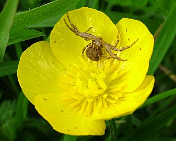 Xysticus - (cristatus) Crab spider