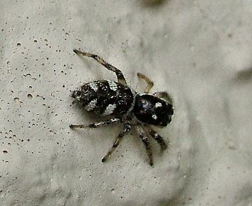 Salticus scenicus male