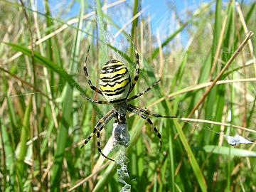 Argiope bruenichii - Wasp Spider