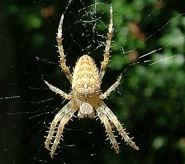 Areneus diadematus - Diadem spider