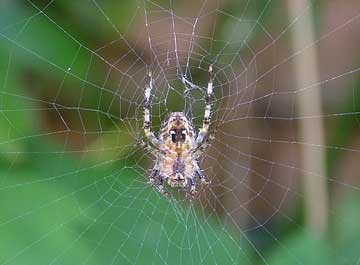Diadem spider in web