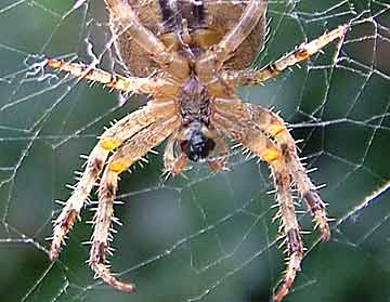 Areneus diadematus - spider close up