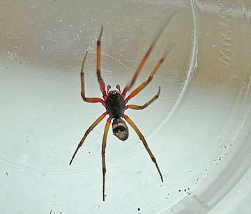 Steatoda nobilis - False Widow