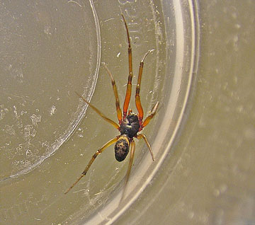 Steatoda nobilis - False Widow